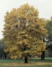 plant habit, fall