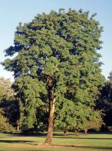 plant habit