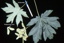 leaves and fruit