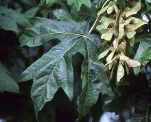 leaf and developing fruit