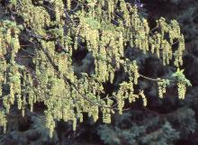 flowering branches