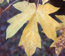 leaf, fall