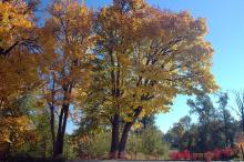 plant habit, fall