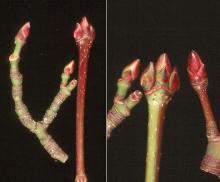 plant habit, fall