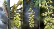 flower cluster and flowers