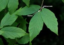 leaf leaf