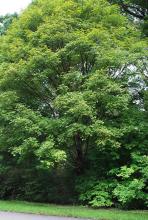 plant habit plant habit