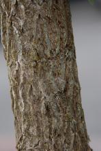 trunk, bark trunk, bark