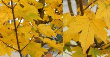 leaves, fall leaves, fall