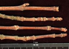 winter twigs, buds winter twigs, buds