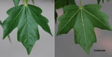 leaf leaf