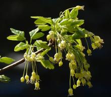 flower clusters