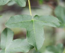leaf