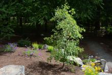 plant habit, summer