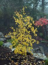 plant habit, fall