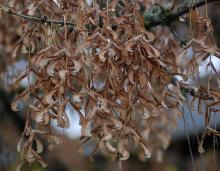 fruit clusters, winter