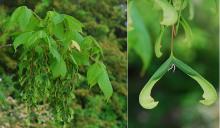 leaves and young fruit