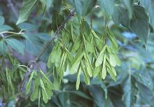 fruit clusters, summer