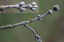 winter twigs and buds