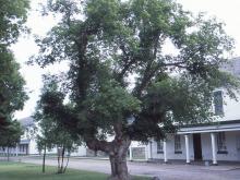 plant habit, old tree