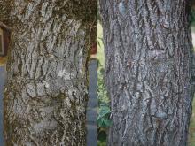 trunk, bark