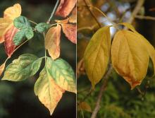 leaves, fall