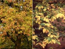 plant habit and leaves, fall