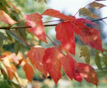 leaves, fall