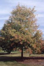 plant habit, fall