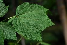 leaf