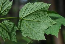 leaf, underside
