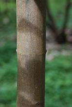 trunk, bark