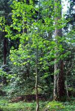 plant habit