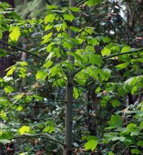 leafy branches