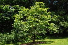 plant habit