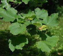 leaves