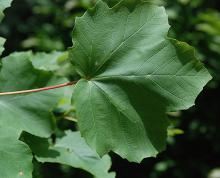 leaf