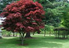 plant habit, late spring