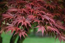 foliage