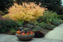 plant habit, fall