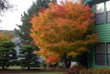 plant habit, fall