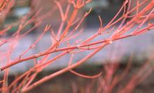 branches, winter