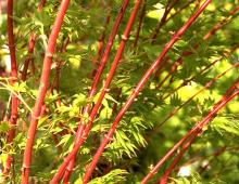 branches, spring