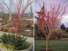 plant habit, winter