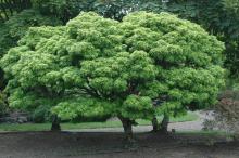 plant habit, older tree