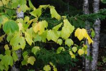 leaves, fall
