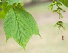 leaf and fruit cluster