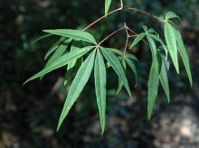 leaves