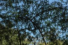 view through canopy