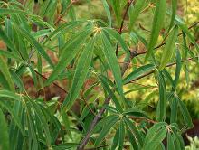 leaves